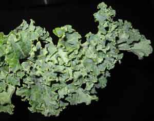 Picture of a kale leaf
